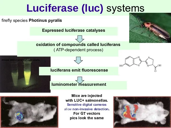 Luciferase (luc) systems firefly species Photinus pyralis oxidation of compounds called