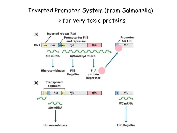 Inverted Promoter System (from Salmonella) -> for very toxic proteins