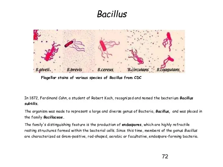 Bacillus In 1872, Ferdinand Cohn, a student of Robert Koch, recognized