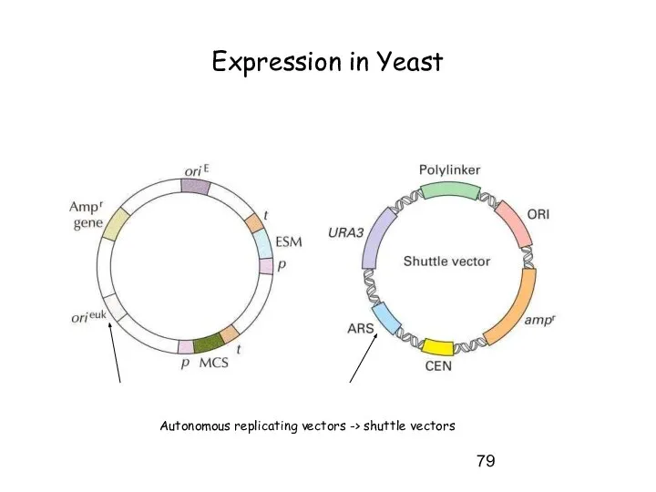 Expression in Yeast Autonomous replicating vectors -> shuttle vectors