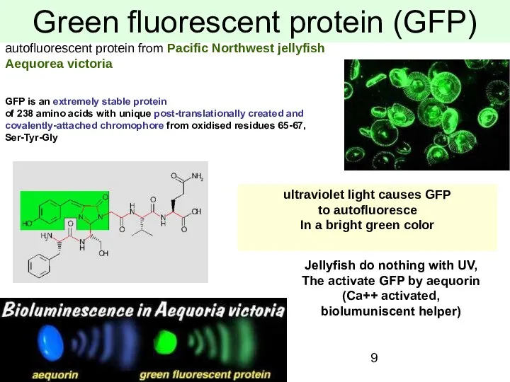 Green fluorescent protein (GFP) autofluorescent protein from Pacific Northwest jellyfish Aequorea