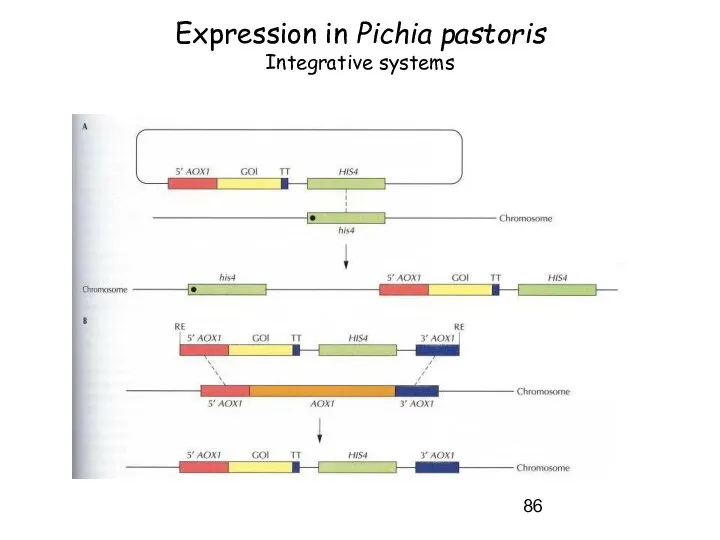 Expression in Pichia pastoris Integrative systems