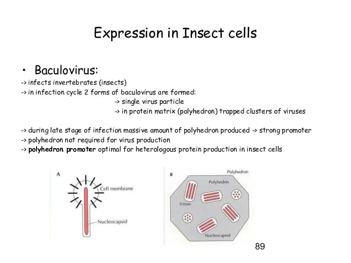 Expression in Insect cells Baculovirus: -> infects invertebrates (insects) -> in