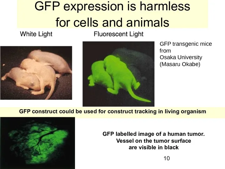 GFP expression is harmless for cells and animals GFP transgenic mice