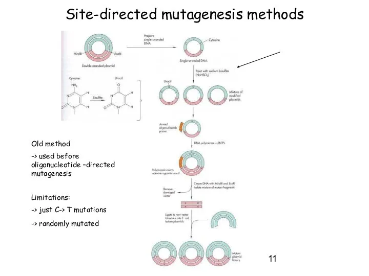 Site-directed mutagenesis methods Old method -> used before oligonucleotide –directed mutagenesis