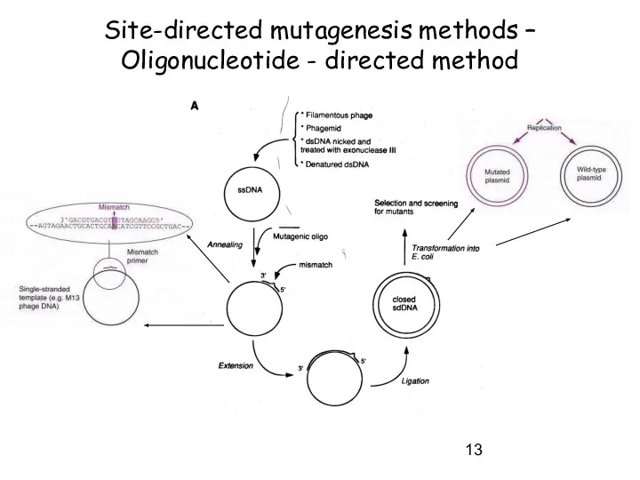 Site-directed mutagenesis methods – Oligonucleotide - directed method