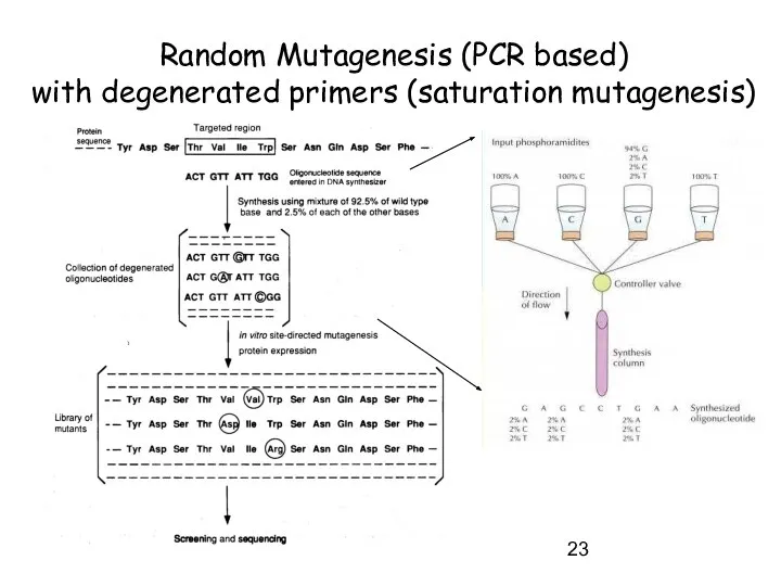 Random Mutagenesis (PCR based) with degenerated primers (saturation mutagenesis)