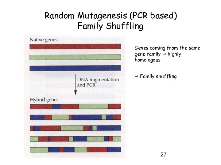 Random Mutagenesis (PCR based) Family Shuffling Genes coming from the same