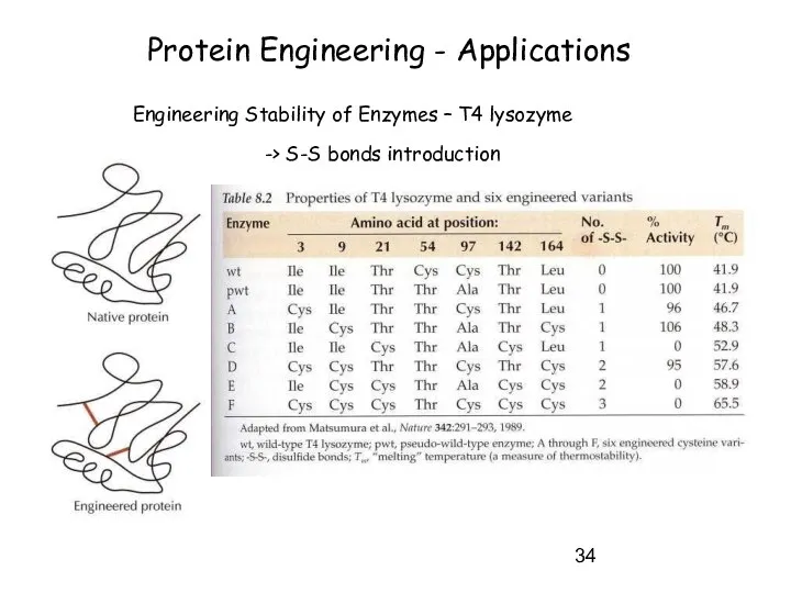 Protein Engineering - Applications Engineering Stability of Enzymes – T4 lysozyme -> S-S bonds introduction