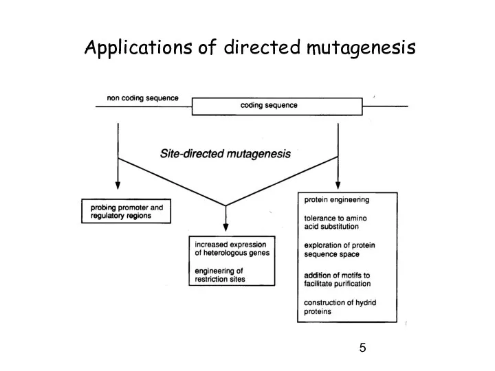 Applications of directed mutagenesis