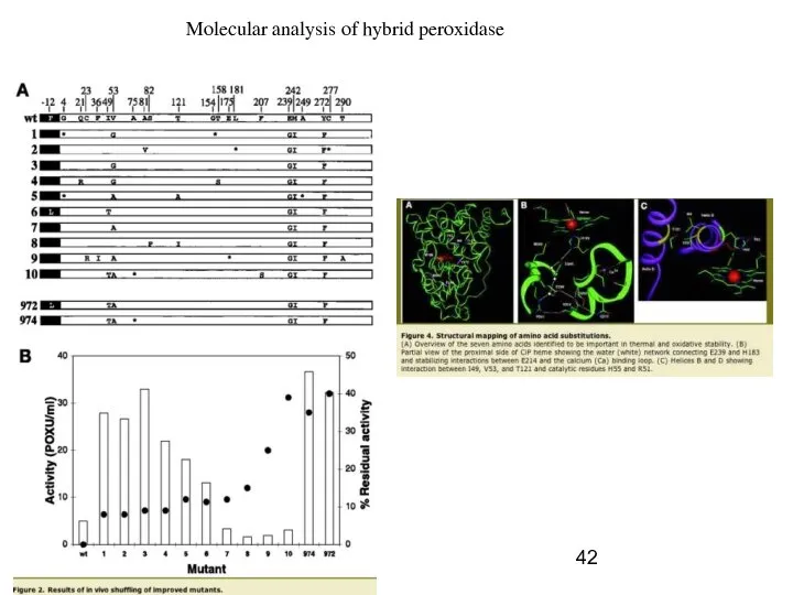 Molecular analysis of hybrid peroxidase