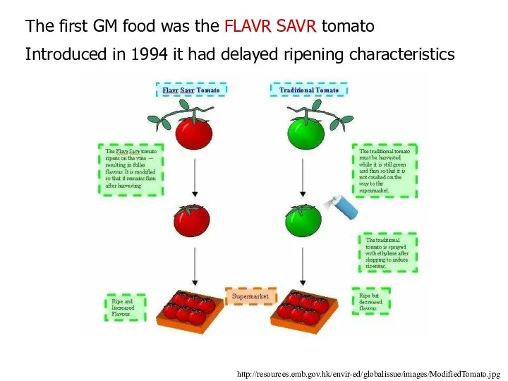 http://resources.emb.gov.hk/envir-ed/globalissue/images/ModifiedTomato.jpg The first GM food was the FLAVR SAVR tomato Introduced