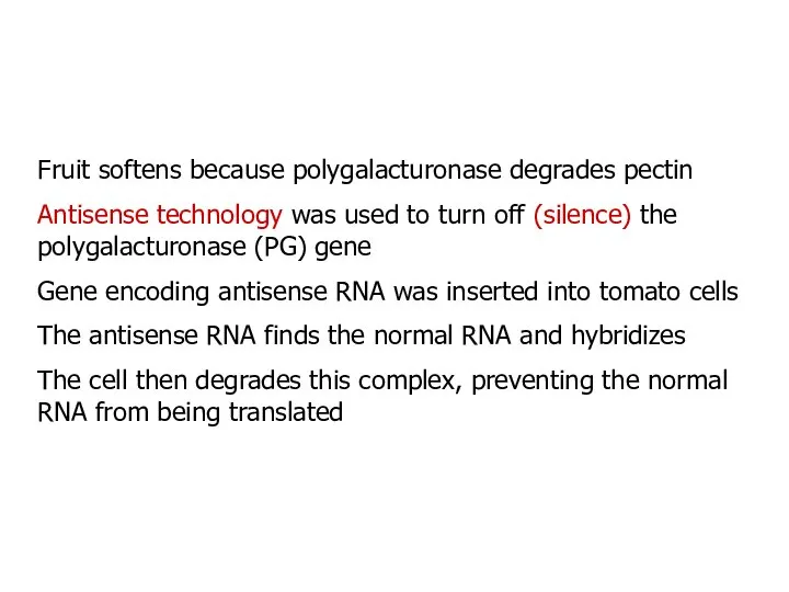 Fruit softens because polygalacturonase degrades pectin Antisense technology was used to