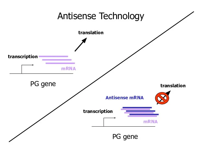 PG gene transcription mRNA translation PG gene transcription mRNA Antisense mRNA translation Antisense Technology