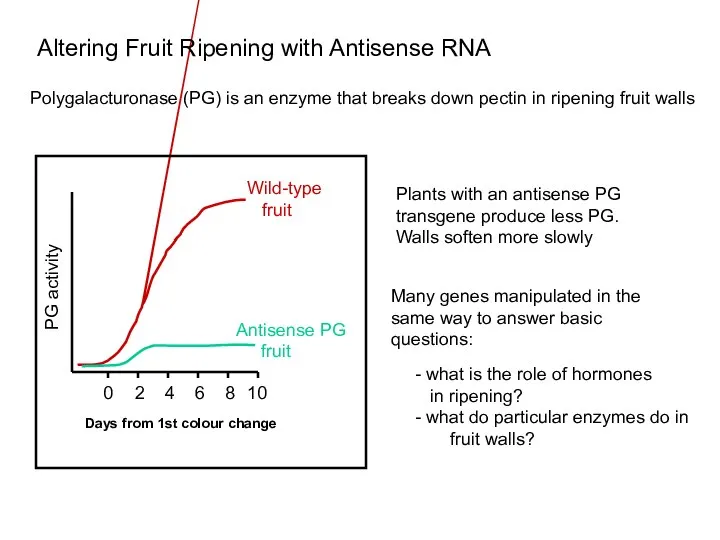 Polygalacturonase (PG) is an enzyme that breaks down pectin in ripening
