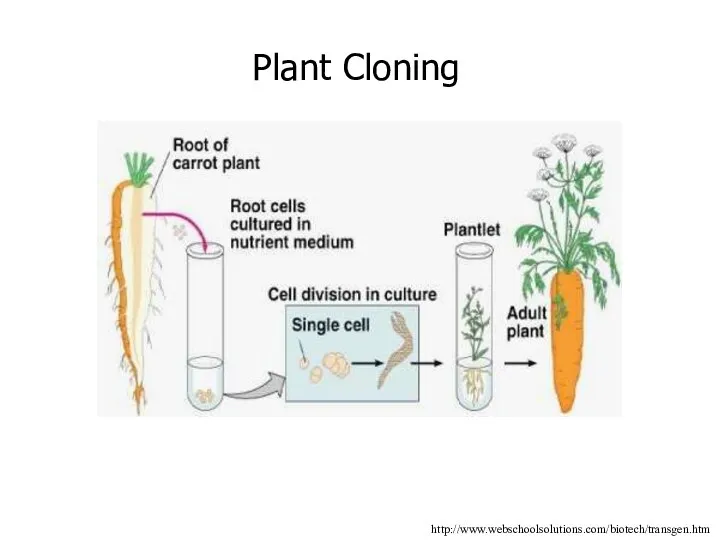 http://www.webschoolsolutions.com/biotech/transgen.htm Plant Cloning