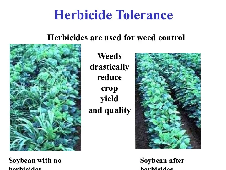 Soybean with no herbicides Soybean after herbicides Herbicides are used for