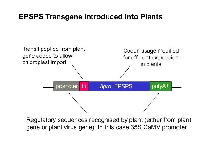 EPSPS Transgene Introduced into Plants Codon usage modified for efficient expression