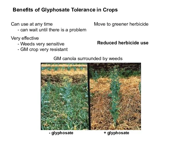 Move to greener herbicide Benefits of Glyphosate Tolerance in Crops Can