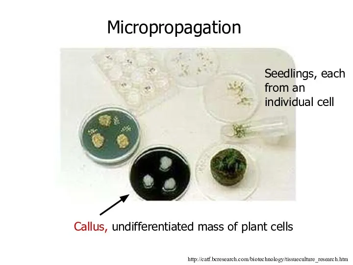 http://catf.bcresearch.com/biotechnology/tissueculture_research.htm Micropropagation Callus, undifferentiated mass of plant cells Seedlings, each from an individual cell