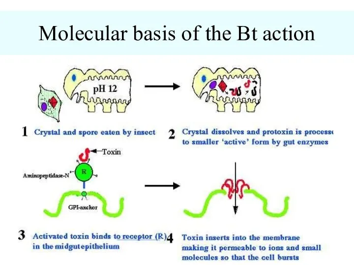 Molecular basis of the Bt action