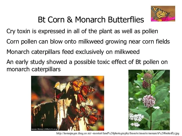Bt Corn & Monarch Butterflies Cry toxin is expressed in all