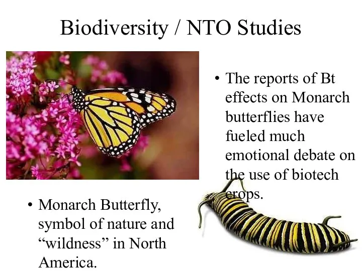 Biodiversity / NTO Studies Monarch Butterfly, symbol of nature and “wildness”