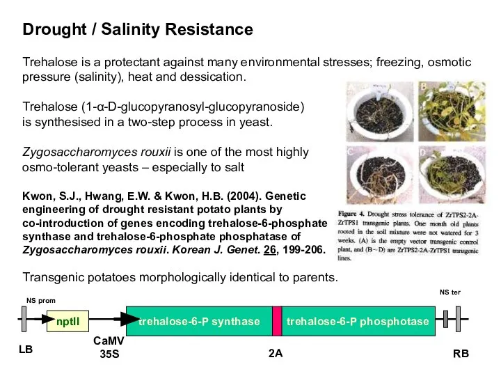Drought / Salinity Resistance Trehalose is a protectant against many environmental
