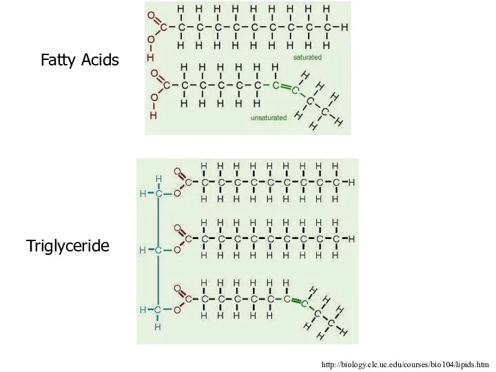 http://biology.clc.uc.edu/courses/bio104/lipids.htm Fatty Acids Triglyceride