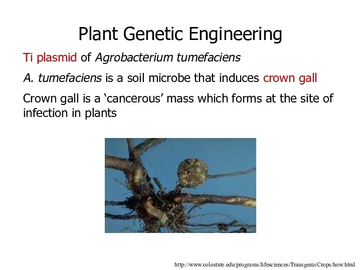 http://www.colostate.edu/programs/lifesciences/TransgenicCrops/how.html Plant Genetic Engineering Ti plasmid of Agrobacterium tumefaciens A. tumefaciens