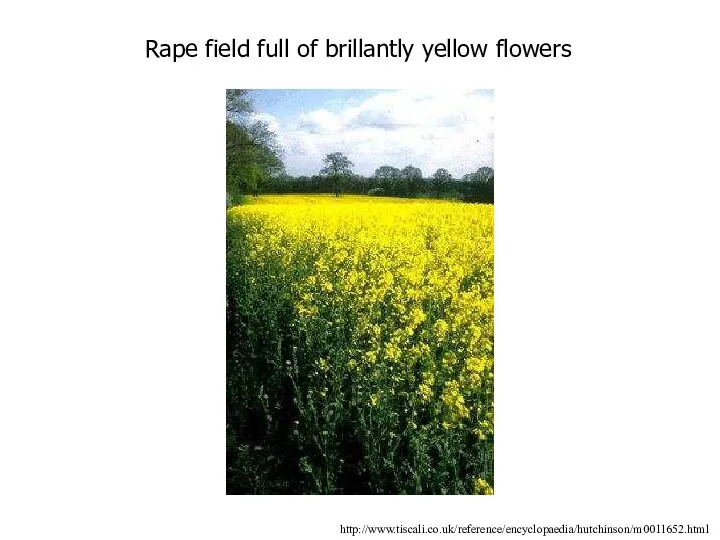 Rape field full of brillantly yellow flowers http://www.tiscali.co.uk/reference/encyclopaedia/hutchinson/m0011652.html