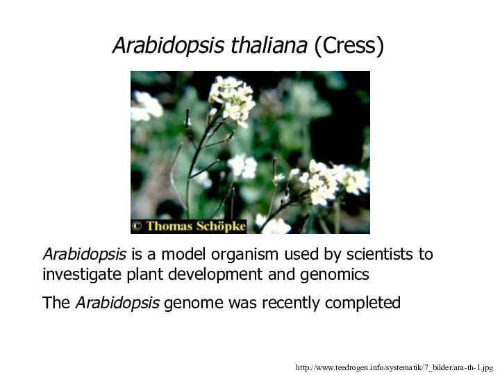 http://www.teedrogen.info/systematik/7_bilder/ara-th-1.jpg Arabidopsis thaliana (Cress) Arabidopsis is a model organism used by