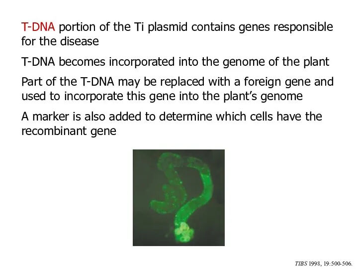 T-DNA portion of the Ti plasmid contains genes responsible for the