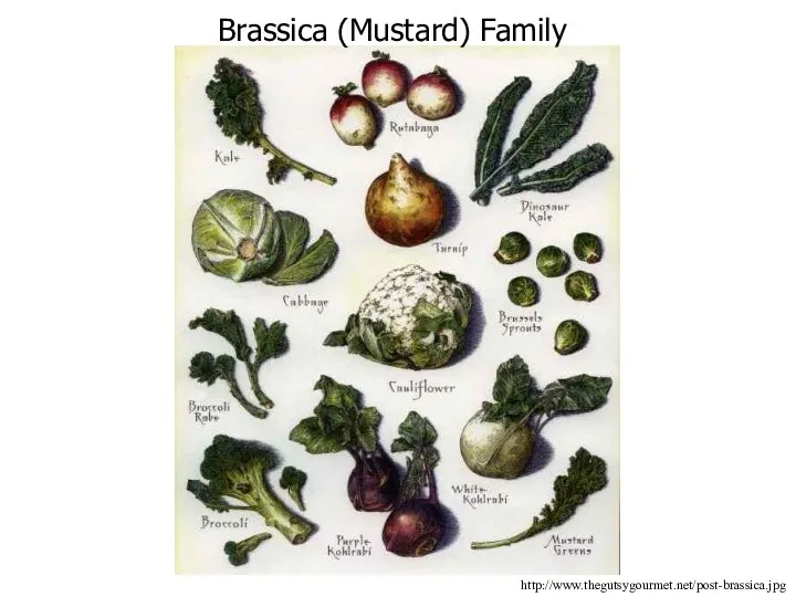 http://www.thegutsygourmet.net/post-brassica.jpg Brassica (Mustard) Family