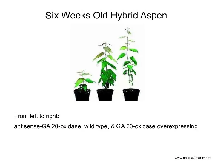 From left to right: antisense-GA 20-oxidase, wild type, & GA 20-oxidase