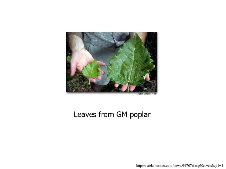 Leaves from GM poplar http://stacks.msnbc.com/news/947076.asp?0cl=cr&cp1=1