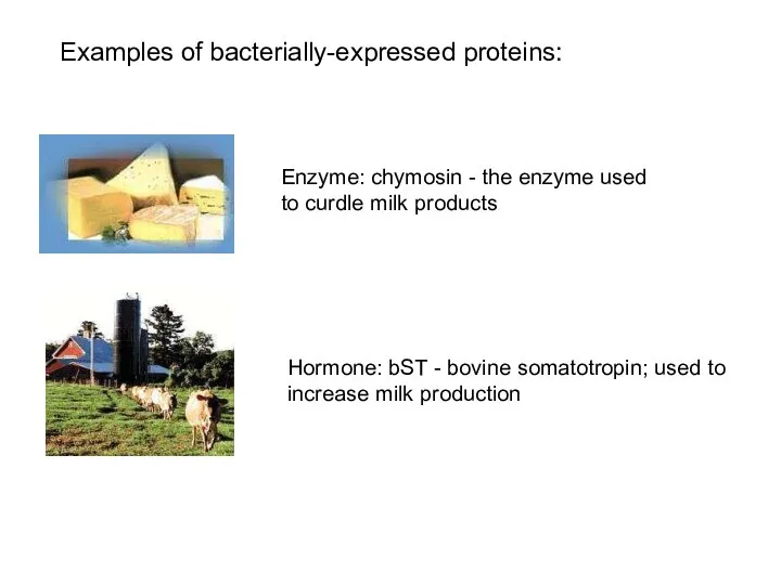 Enzyme: chymosin - the enzyme used to curdle milk products Hormone: