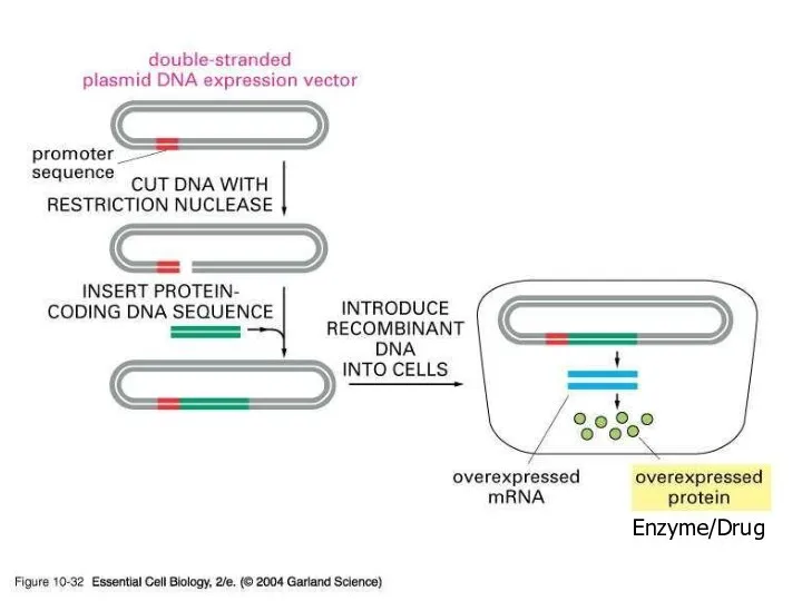 Enzyme/Drug