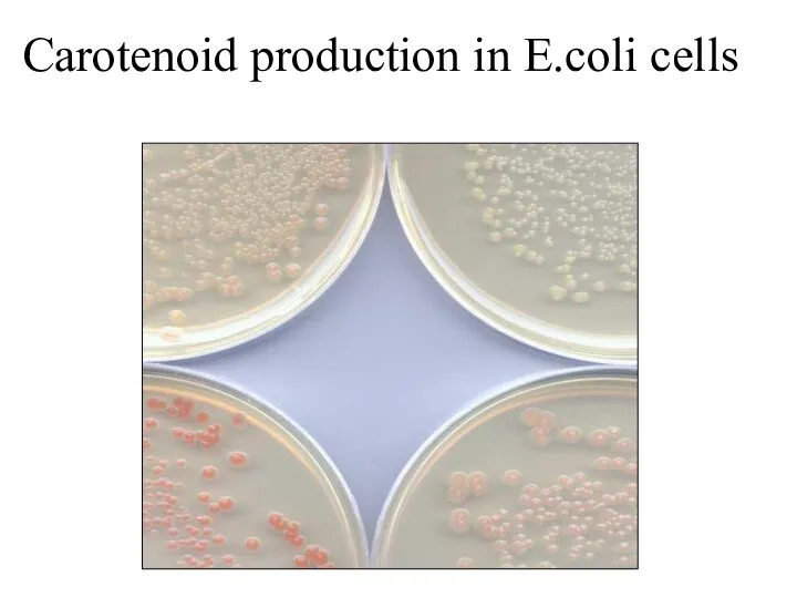 Carotenoid production in E.coli cells