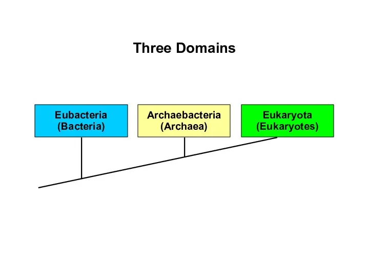 Eubacteria (Bacteria) Archaebacteria (Archaea) Eukaryota (Eukaryotes) Three Domains