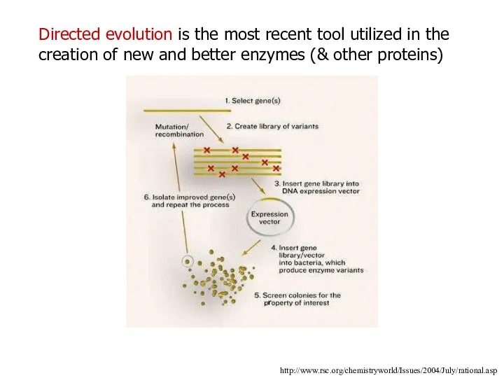 Directed evolution is the most recent tool utilized in the creation