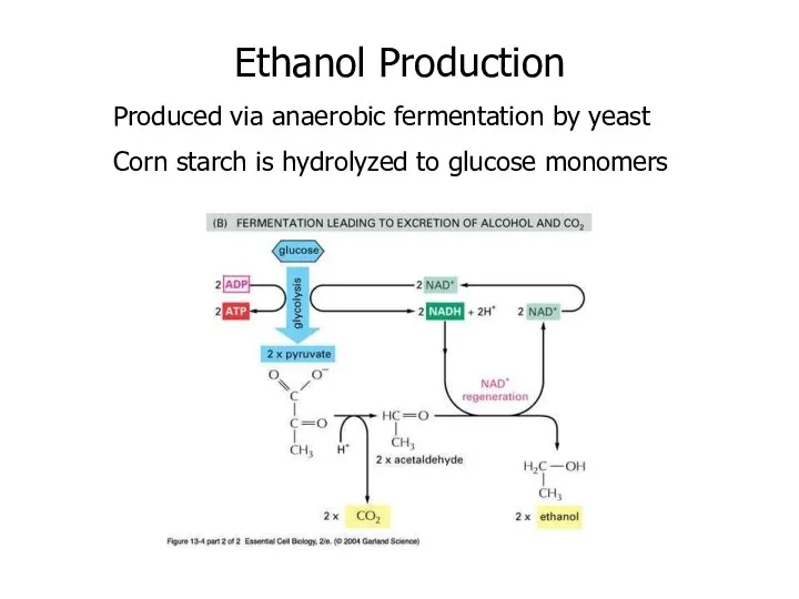 Ethanol Production Produced via anaerobic fermentation by yeast Corn starch is hydrolyzed to glucose monomers