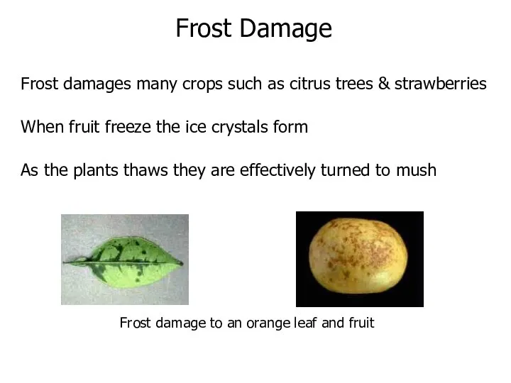 Frost damages many crops such as citrus trees & strawberries When