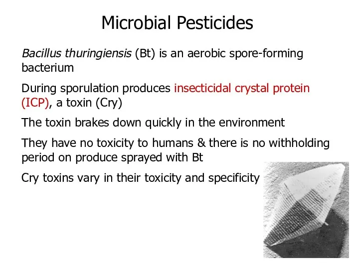 Bacillus thuringiensis (Bt) is an aerobic spore-forming bacterium During sporulation produces