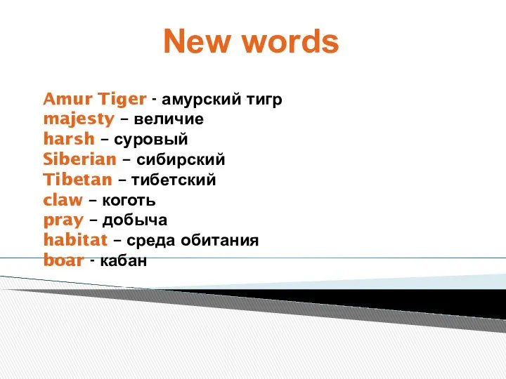 New words Amur Tiger - амурский тигр majesty – величие harsh