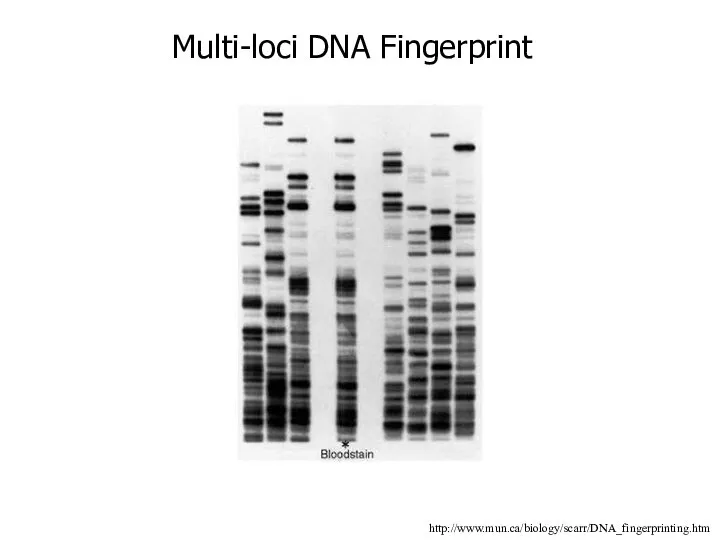 http://www.mun.ca/biology/scarr/DNA_fingerprinting.htm Multi-loci DNA Fingerprint