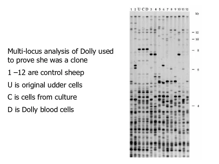 Multi-locus analysis of Dolly used to prove she was a clone