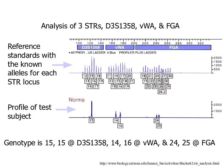 http://www.biology.arizona.edu/human_bio/activities/blackett2/str_analysis.html Analysis of 3 STRs, D3S1358, vWA, & FGA Reference standards