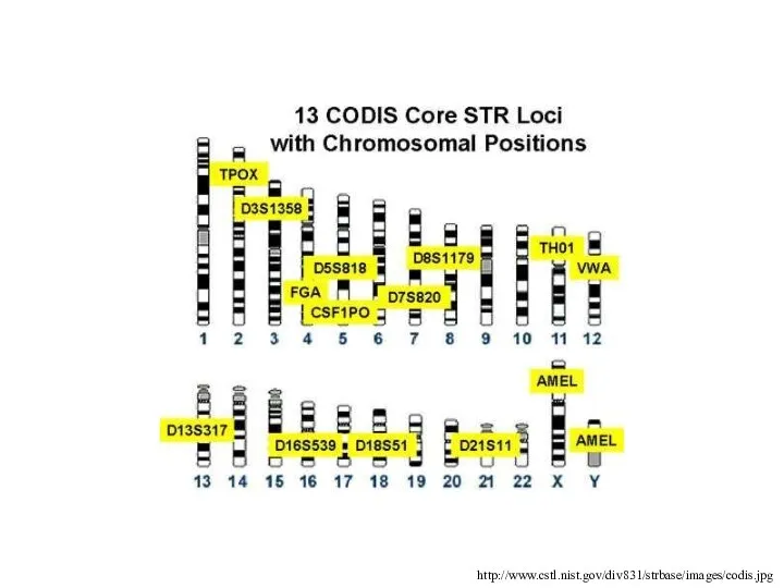 http://www.cstl.nist.gov/div831/strbase/images/codis.jpg