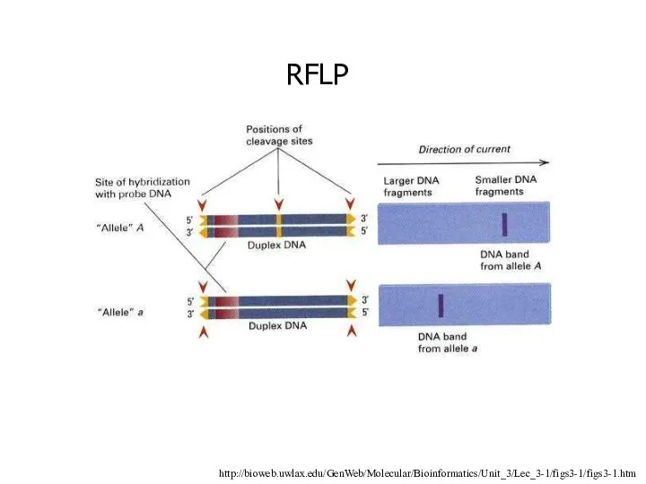 http://bioweb.uwlax.edu/GenWeb/Molecular/Bioinformatics/Unit_3/Lec_3-1/figs3-1/figs3-1.htm RFLP